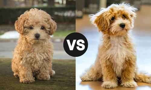 Maltipoo – Có nên nuôi? So sánh với Poodle về tính cách và chi phí chăm sóc tại Việt Nam