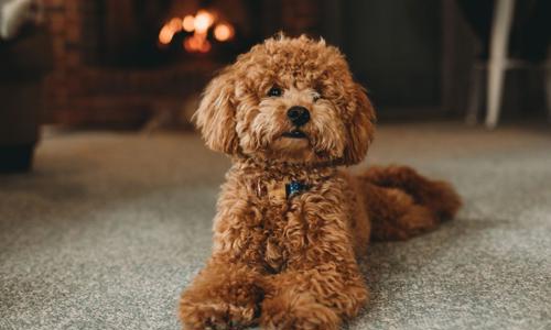 Top 7 giống chó cảnh đẹp nhất hiện nay tại Việt Nam