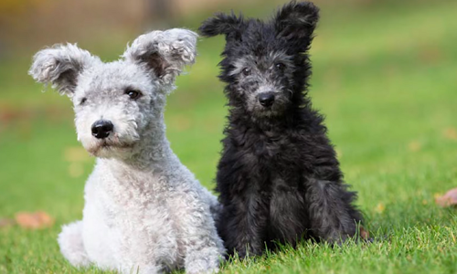 Top 7 giống chó lông xoăn đáng yêu và dễ thương