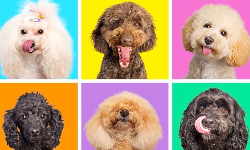 Chó Poodle giá bao nhiêu? Bảng giá chó Poodle mới nhất 2024