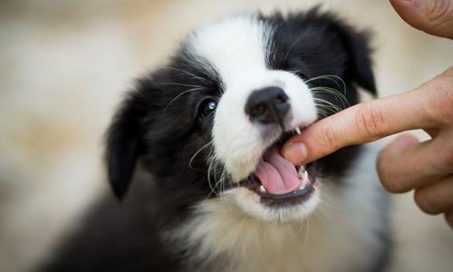 Chó cắn người: Nguyên nhân do đâu? Dậy dỗ thế nào?