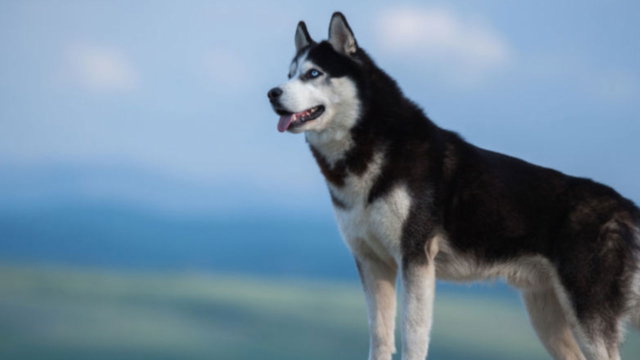 Chó Husky có thật sự đắt không? Mách bạn những mẹo để phân biệt chó husky thuần chủng