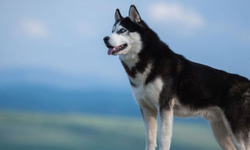 Chó Husky có thật sự đắt không? Mách bạn những mẹo để phân biệt chó husky thuần chủng