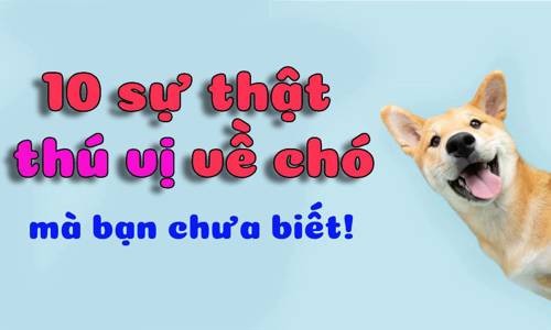 10 sự thật thú vị về chó mà bạn chưa biết