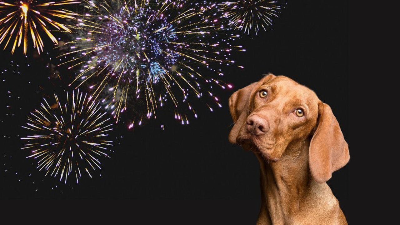 Chó sợ pháo hoa: Nguyên nhân và những tips hiệu quả giúp chó bình tĩnh hơn