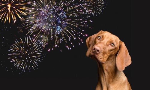 Chó sợ pháo hoa: Nguyên nhân và những tips hiệu quả giúp chó bình tĩnh hơn
