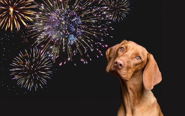 Chó sợ pháo hoa: Nguyên nhân và những tips hiệu quả giúp chó bình tĩnh hơn