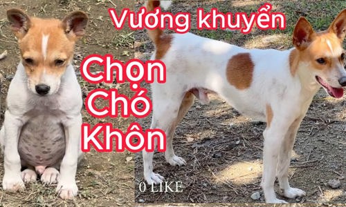 Chó bạch cẩu hoàng đầu thân bối nguyệt trong dân gian: Ý nghĩa và vai trò văn hóa