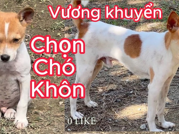 Chó bạch cẩu hoàng đầu thân bối nguyệt trong dân gian: Ý nghĩa và vai trò văn hóa