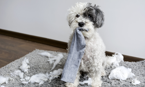 Chó tăng động: Nguyên nhân, tác hại và 5 phương pháp xử lý hiệu quả bạn nên biết