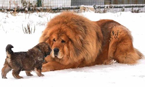 Top 7 giống chó chọi khoẻ nhất thế giới