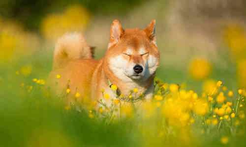 Chó Shiba - Nguồn gốc, đặc điểm, giá bán và cách nuôi