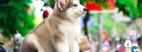 Phân biệt chó Alaska và Husky: Điểm nào khác nhau, giống nào ngầu hơn?
