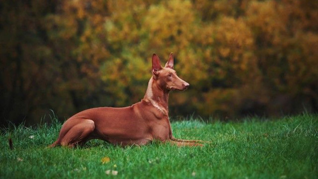 Ngỡ ngàng với những giống chó đắt đỏ nhất thế giới