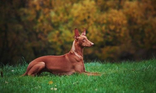 Ngỡ ngàng với những giống chó đắt đỏ nhất thế giới