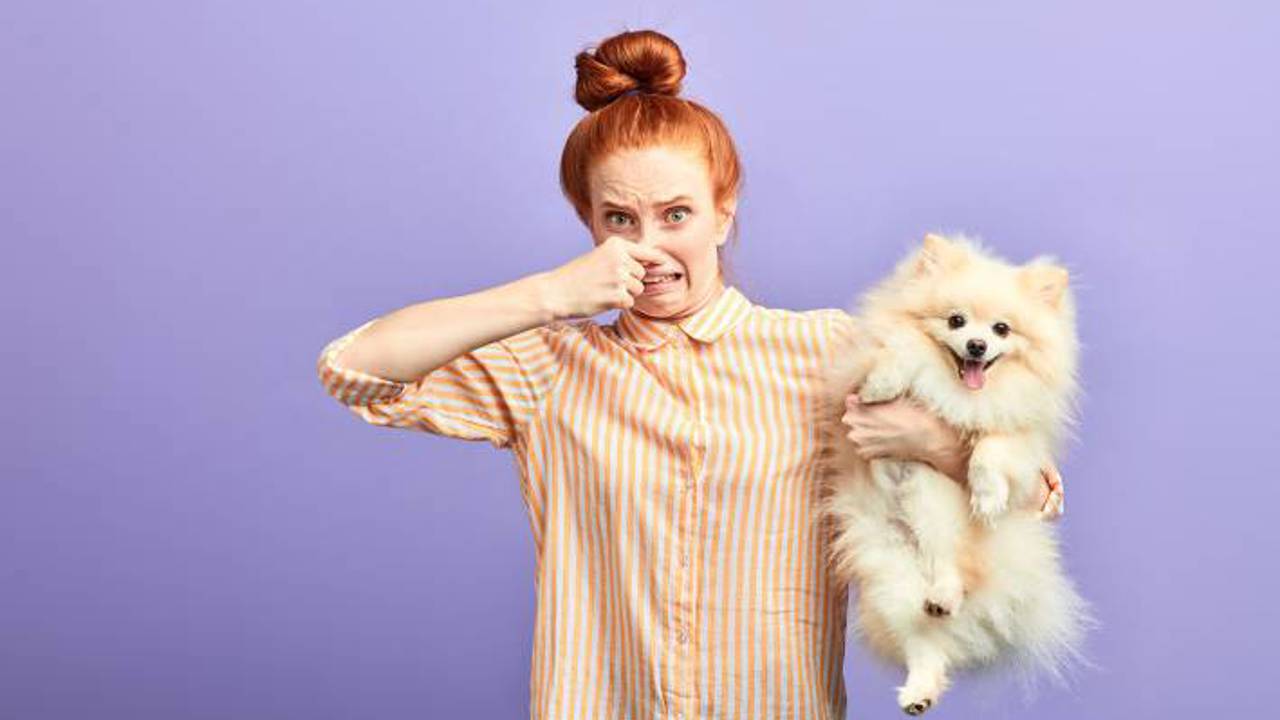 Boss "có mùi": nguyên nhân và top 5 cách xử lý mùi hôi ở chó cực kỳ hiệu quả