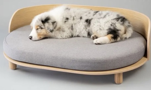 Huấn luyện chó ngủ đúng chỗ. Việc tưởng chừng khó nhưng thực ra rất đơn giản.