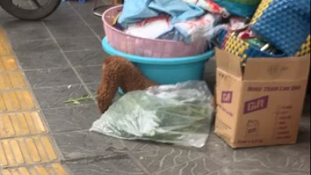 Poodle - không to, không nhỏ, nhưng ngộ