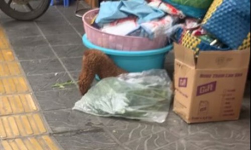 Poodle - không to, không nhỏ, nhưng ngộ