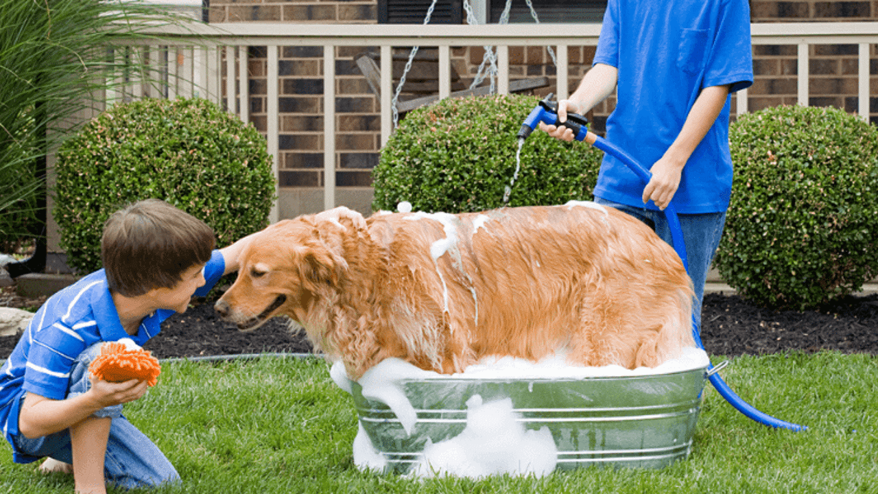 Bí quyết nuôi chó trong nhà luôn sạch sẽ, không mùi hôi