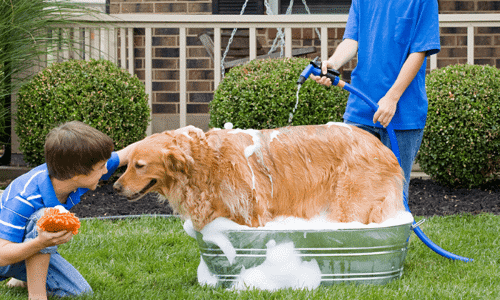 Bí quyết nuôi chó trong nhà luôn sạch sẽ, không mùi hôi