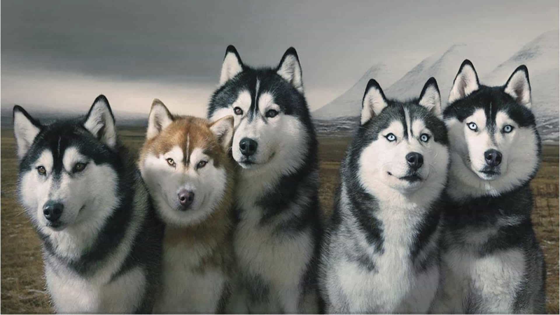 năm chú chó husky đứng chụm cạnh nhau