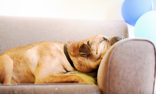  Mẹo đọc vị thành công chó nhà bạn thông qua tư thế ngủ