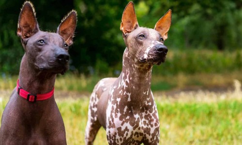 Tất tần tật về Xoloitzcuintle - một giống chó đặc biệt