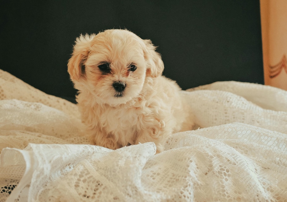 hình ảnh một bé chó maltipoo nằm trên giường voan trắng