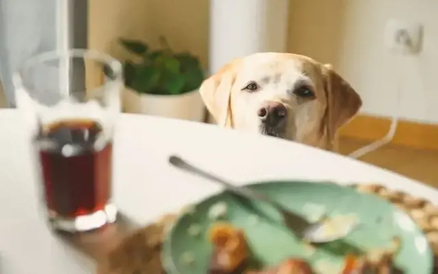 Top thói quen tưởng chừng tốt cho chó mà hại vô cùng