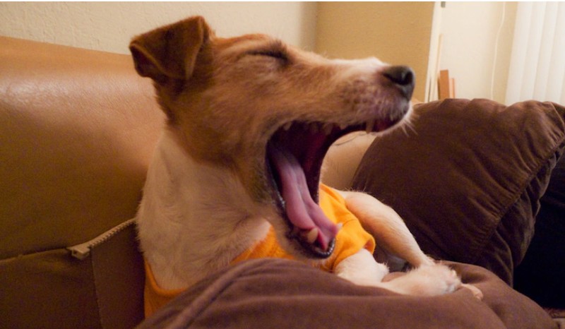 Hình ảnh một chú chó vàng ngáp dài trên ghế sofa