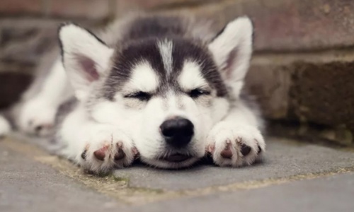 Chó mất ngủ: nguyên nhân và những mẹo giúp boss nhà bạn ngủ ngon hơn