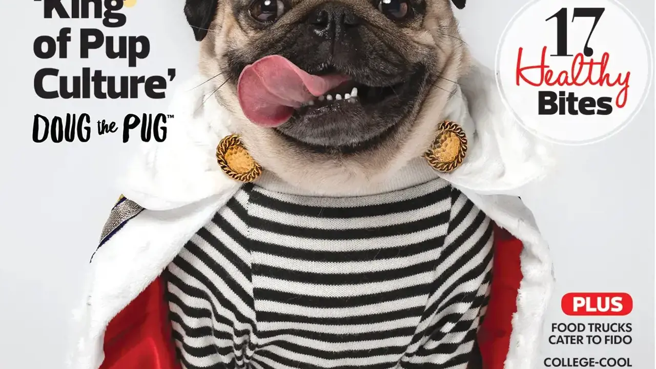 Top 7 chú chó nổi tiếng được phong danh KOL Doggo trên mạng xã hội