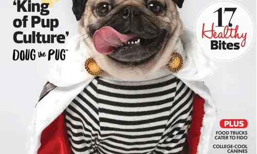 Top 7 chú chó nổi tiếng được phong danh KOL Doggo trên mạng xã hội