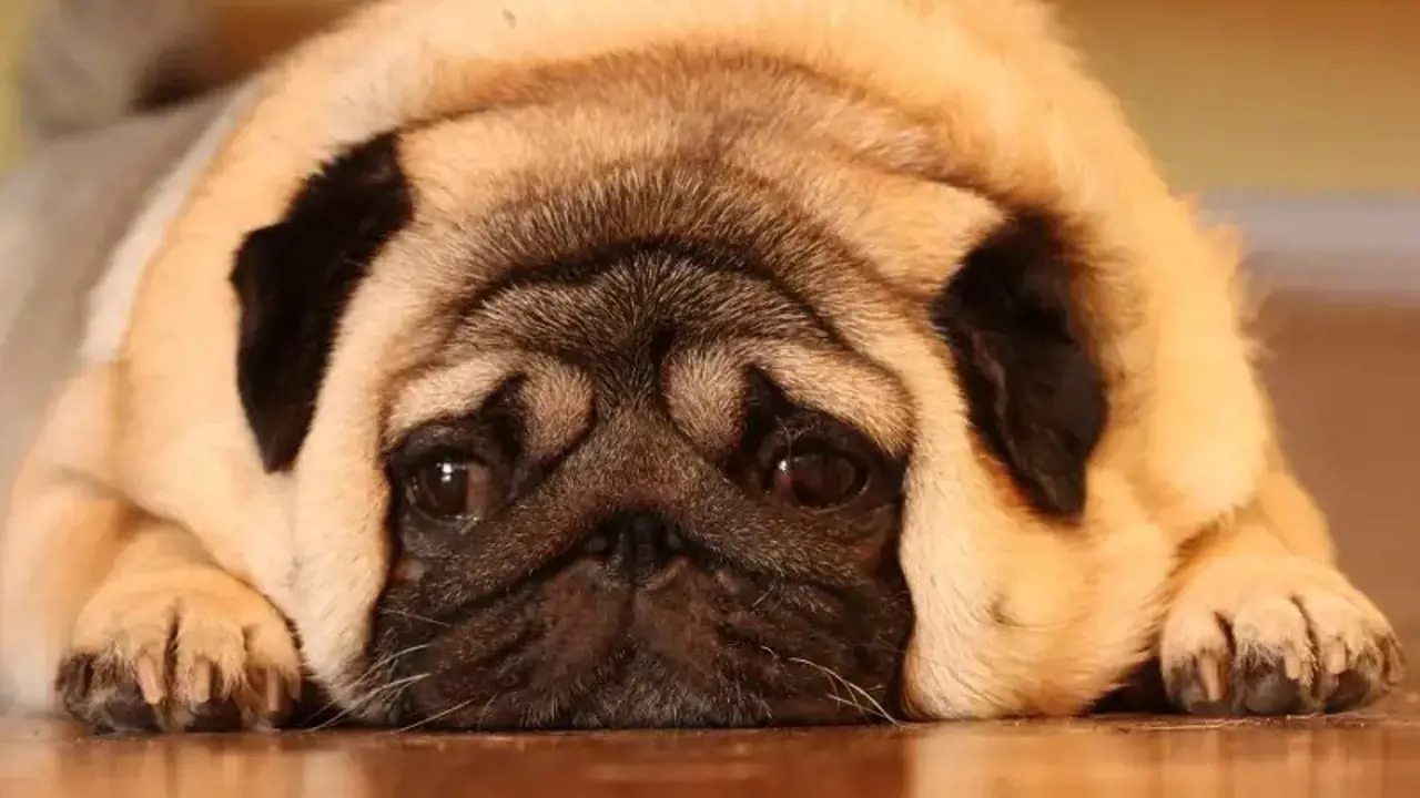 Bí quyết kéo dài tuổi thọ cún cưng, chia sẻ top 5 thói quen nhỏ giúp chú chó của bạn sống lâu hơn