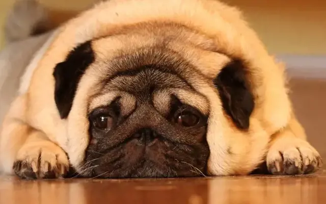 Bí quyết kéo dài tuổi thọ cún cưng, chia sẻ top 5 thói quen nhỏ giúp chú chó của bạn sống lâu hơn