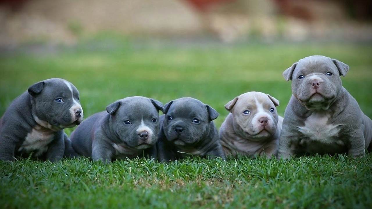 Chó Pitbull có dữ dằn khó bảo như lời đồn không? Cách huấn luyện chó Pitbull cho người mới nuôi