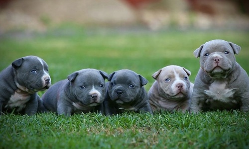 Chó Pitbull có dữ dằn khó bảo như lời đồn không? Cách huấn luyện chó Pitbull cho người mới nuôi