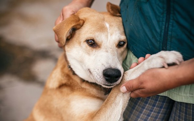 Thương chưa chắc đã đúng: Yêu chó khác gì với nuôi chó có trách nhiệm?