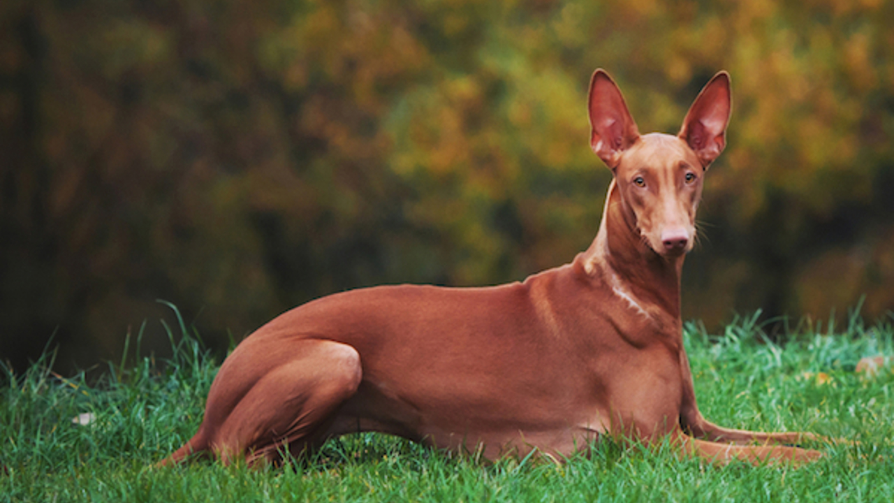 Chó Pharaoh Hound - Thú cưng của các vị vua Ai Cập