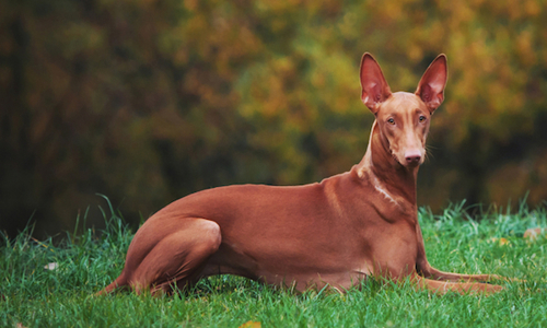 Chó Pharaoh Hound - Thú cưng của các vị vua Ai Cập