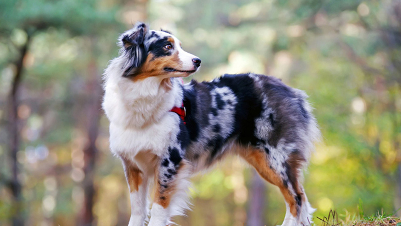 Những giống chó khoẻ mạnh được ưa chuộng nhất hiện nay