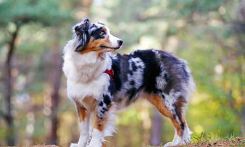 Những giống chó khoẻ mạnh được ưa chuộng nhất hiện nay