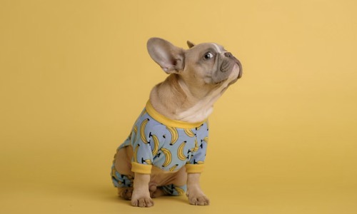 Giải mã top 10 hành vi kỳ lạ của chó