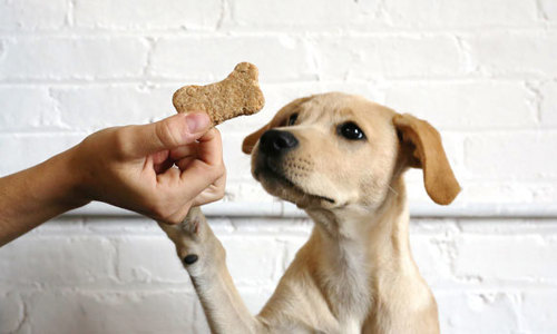 Phương pháp huấn luyện chó nghe lời cực kỳ hiệu quả