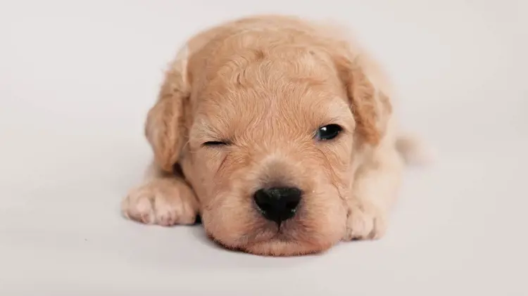 Giai đoạn từ 0–2 tuần tuổi là thời điểm nhạy cảm nhất đối với chó con mất mẹ