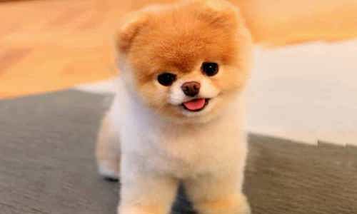 Chó Boo - chú Doggo gây bão trên mạng xã hội