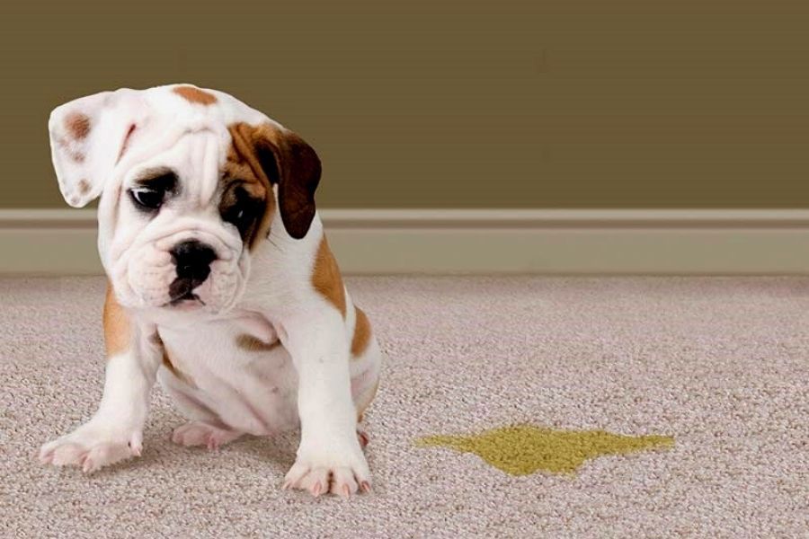 chó con mới sinh chưa thể tự đi vệ sinh nếu không có sự kích thích từ bên ngoài.