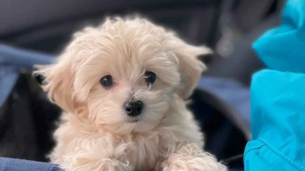 Chia sẻ trải nghiệm thực tế: 3 tháng đầu nuôi Maltipoo – vui, mệt, và vô cùng đáng giá