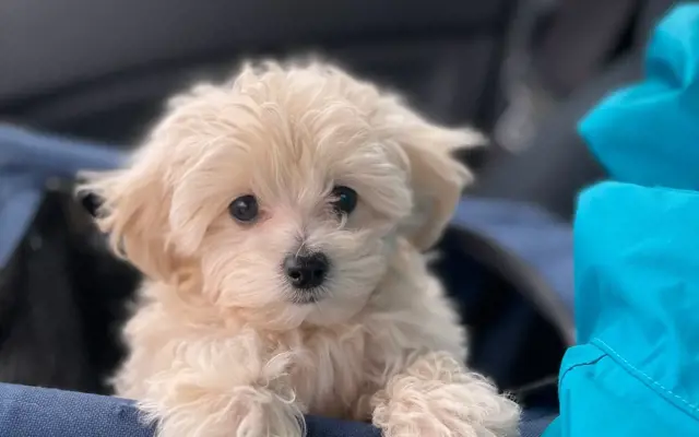 Chia sẻ trải nghiệm thực tế: 3 tháng đầu nuôi Maltipoo – vui, mệt, và vô cùng đáng giá